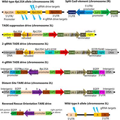 Assessment of distant-site rescue elements for CRISPR toxin-antidote gene drives